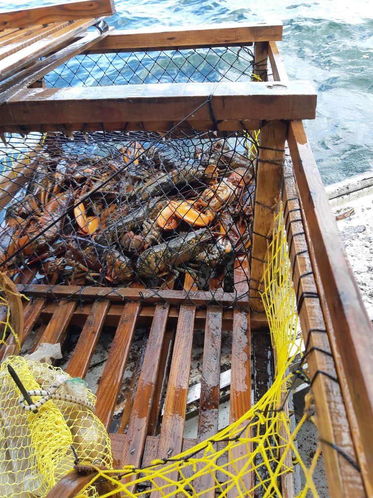 a lobster trap now filled with lobster