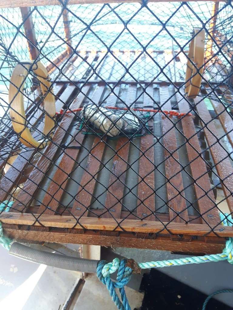 a photo of a lobster trap with bait inside